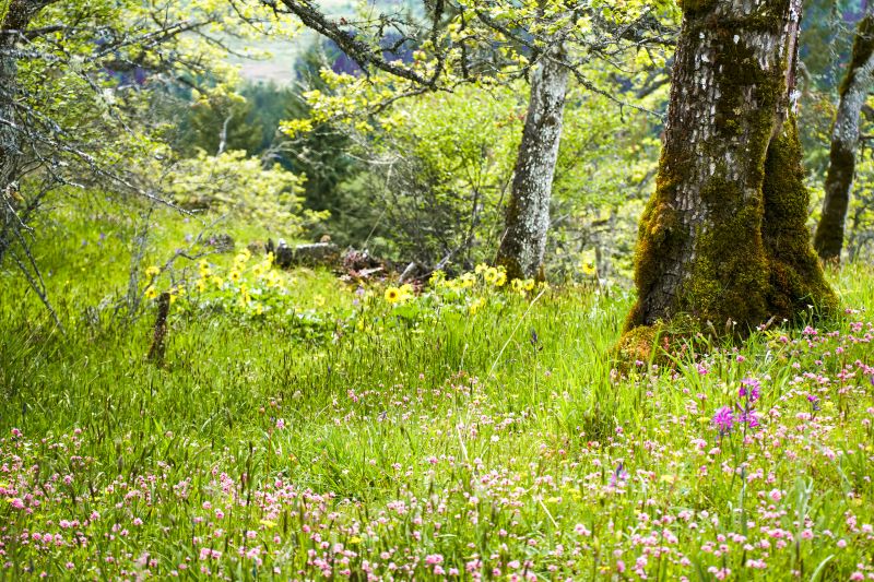Marilyn JeffriesMay 2024Wildflower Escape