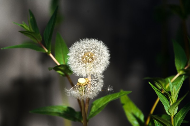 Marilyn JeffriesMay 2024Another Seed Floats Away