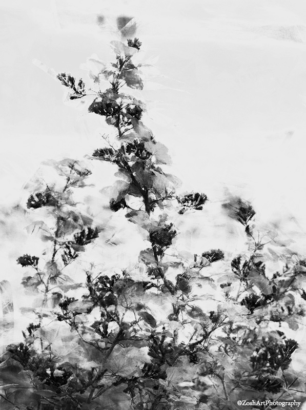 Zosia MillerApril 2024  Blossoms in BW
