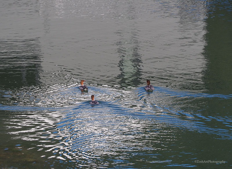 Zosia MillerApril 2024  Maple Bay Mergansers    