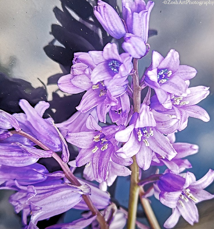 Zosia MillerApril 2024  Bluebells On Glass