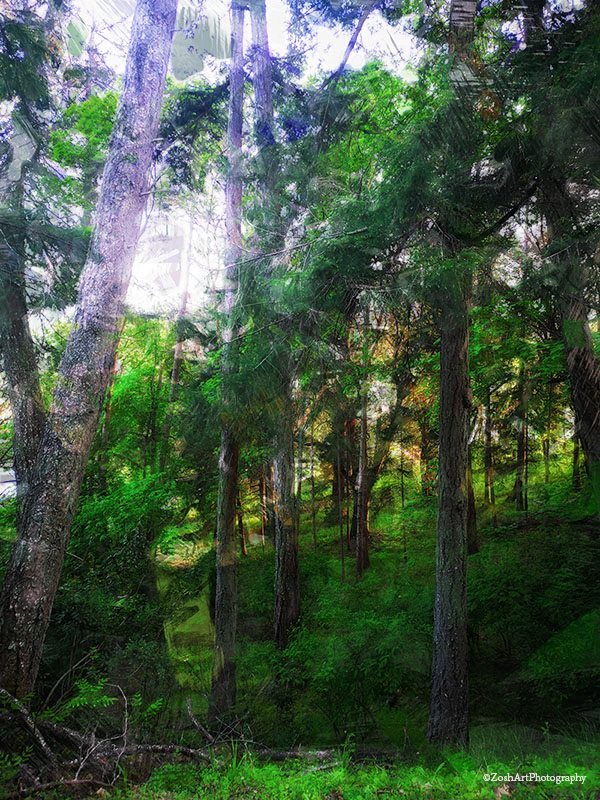 Zosia MillerMay 2024  Estuary Forest