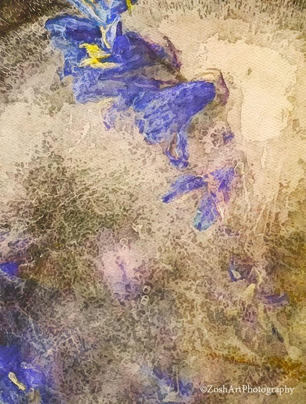 Zosia MillerMay 2024  Frozen Bluebells