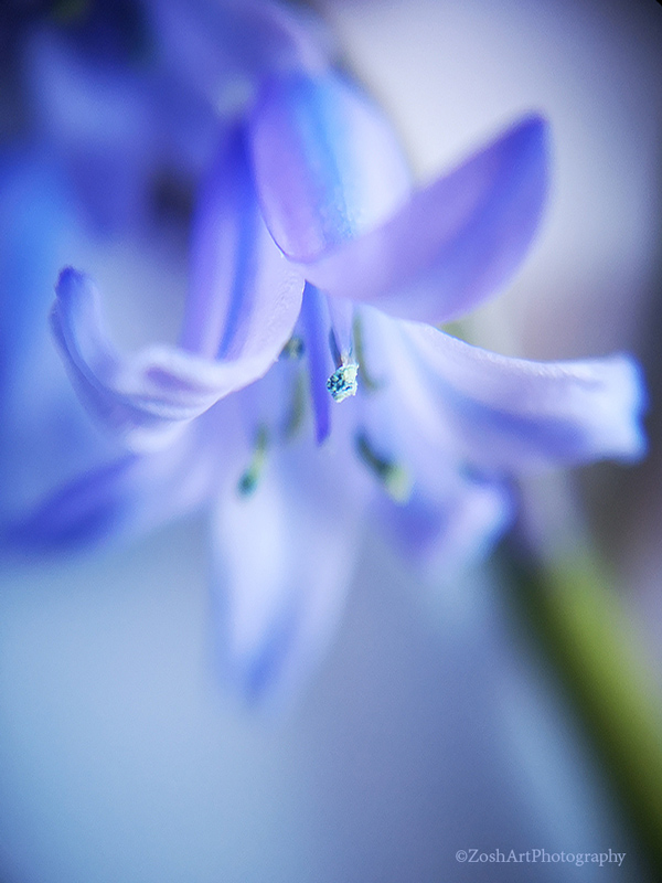 Zosia MillerApril 2024  Bluebell Shoot