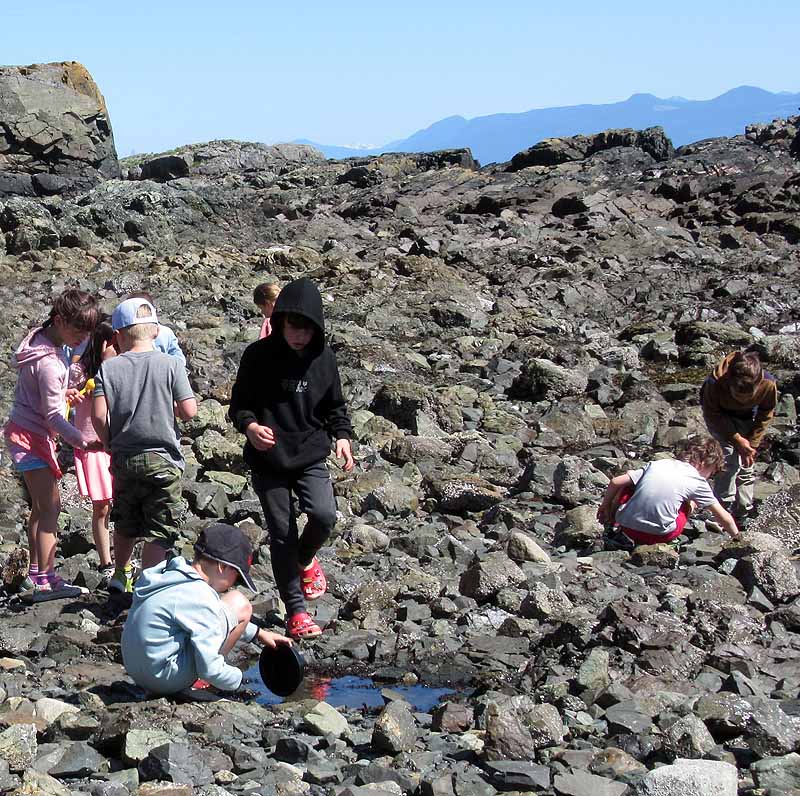 Willie HarvieNeck Point ParkField Trip - June 1 - 15, 2024Searching for Crabs