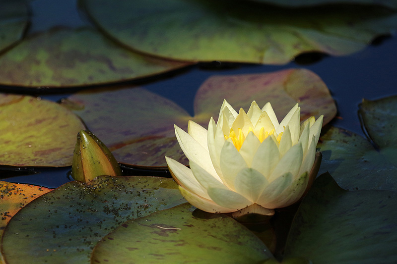 Willie HarvieJune 2024White Water Lily
