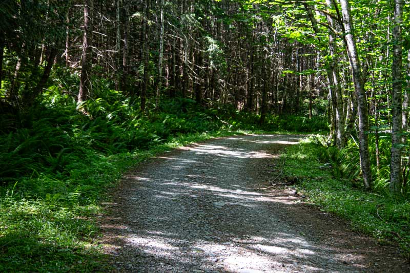 Carl ErlandJune 2024Quiet, Peaceful, and Lush Green