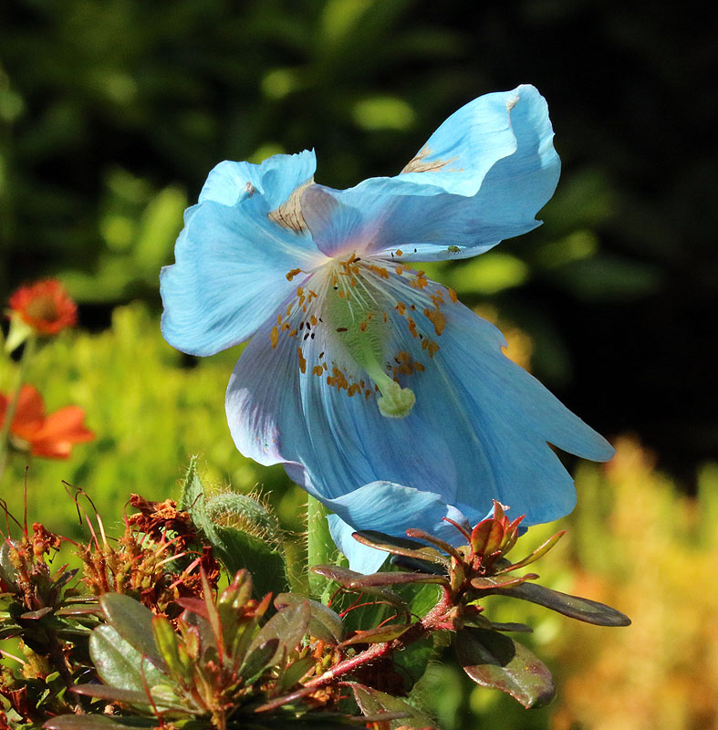 Willie HarvieJune 2024Blue Poppy