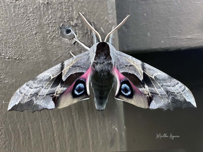 Martha AgueroMay 2024 One eye Sphinx