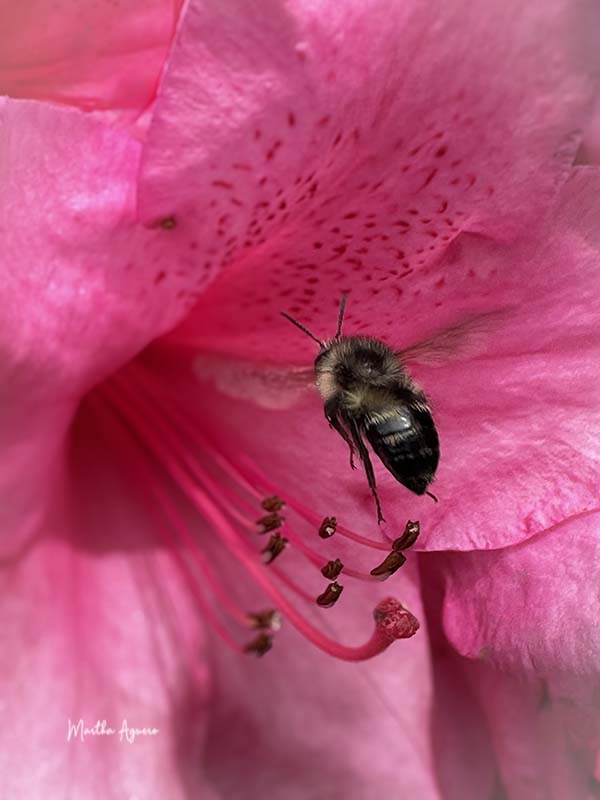 Martha AgueroMay 2024 Half black bumble-bee