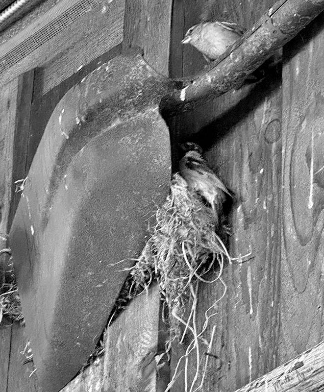 Martha AgueroMay 2024Shovel bird's nest