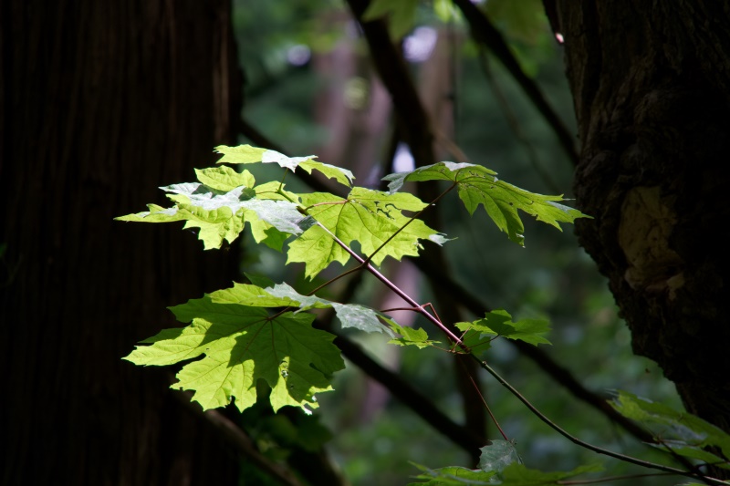 Marilyn JeffriesAskew Creek ParkJune 1-15, 2024Pockets of Sunlight