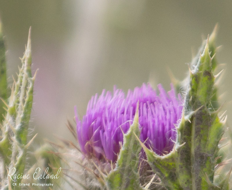 Racine ErlandJune 2024Bull Thistle Blossom