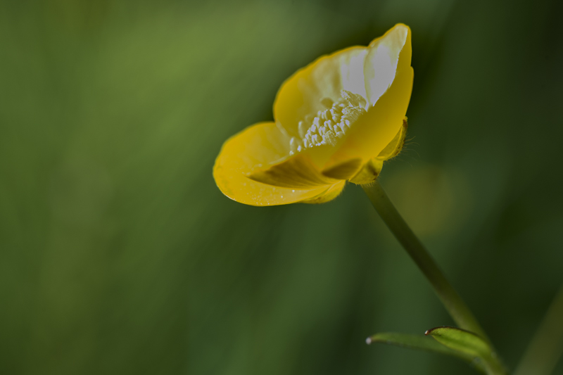 Randy BlakeJune 2024Buttercup