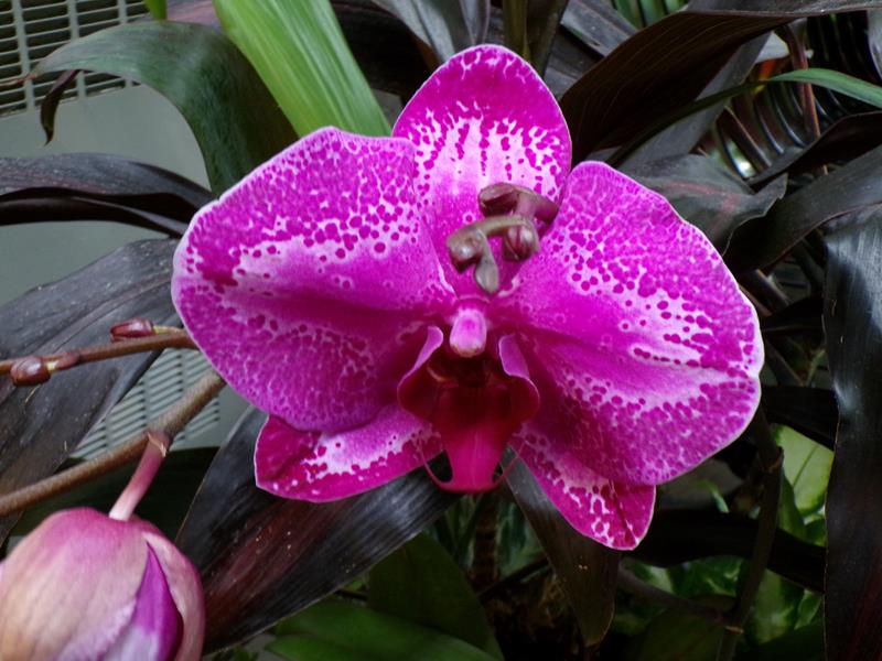 Leo MosleyJune 2024Beautiful Flower