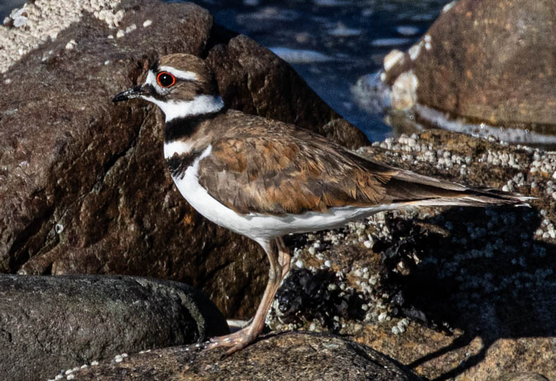 Carl ErlandSalt Water - Not Restricted to OceansField Trip - June16-30, 2024Killdeer on the Hunt