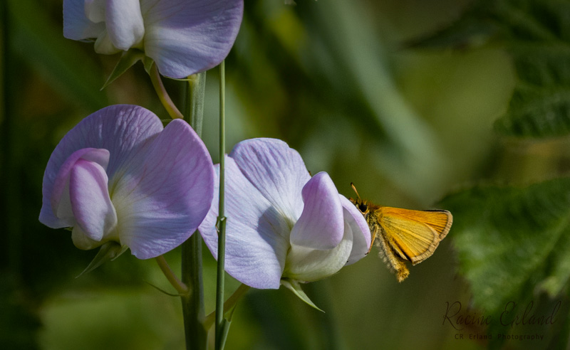 Racine ErlandJune 2024Sweet Peas and a Butterfly