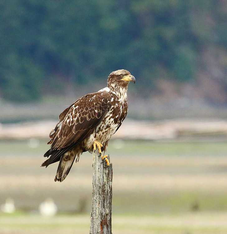 Willie HarvieSalt water - not restricted to OceansField Trip June 16 - 30, 2024Eagle keeps Watch