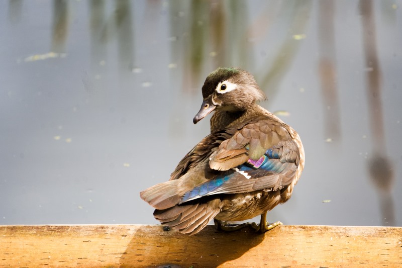 Marilyn JeffriesJune 2024Preening Timeout