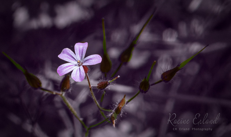 Racine ErlandJuly 2024Small Purple Flower