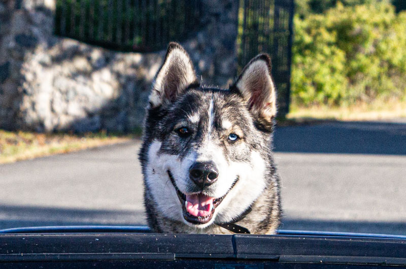 Carl ErlandSummer Fun - Extra Challenge: Choose a ColourField Trip - July 1-15, 2024One Dog Open Convertible
