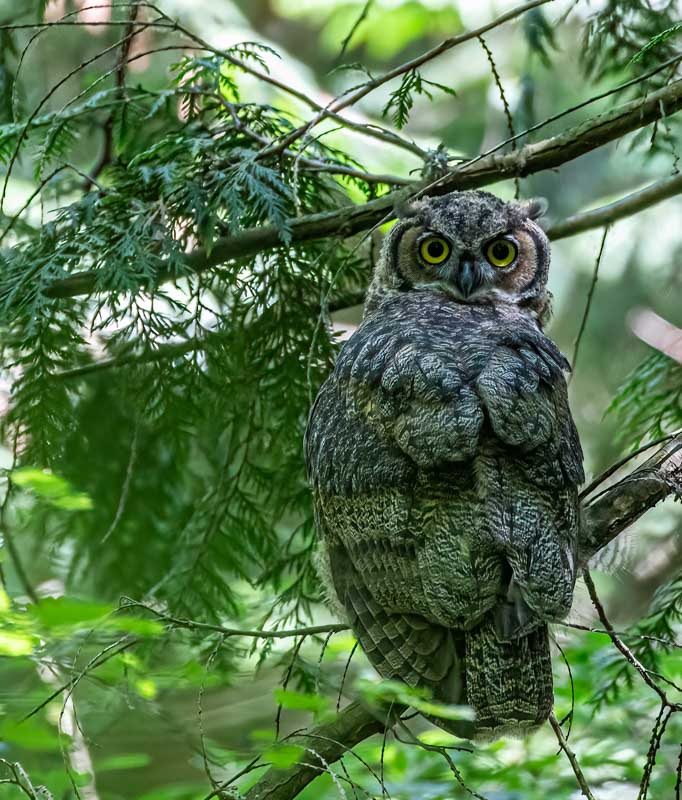 Carl ErlandJuly 2024Young Owl