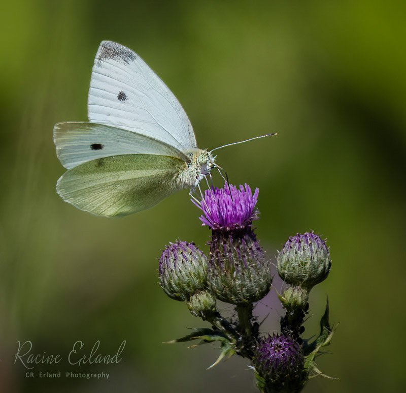 Racine ErlandJuly 2024Small White Cabbage Butterfly