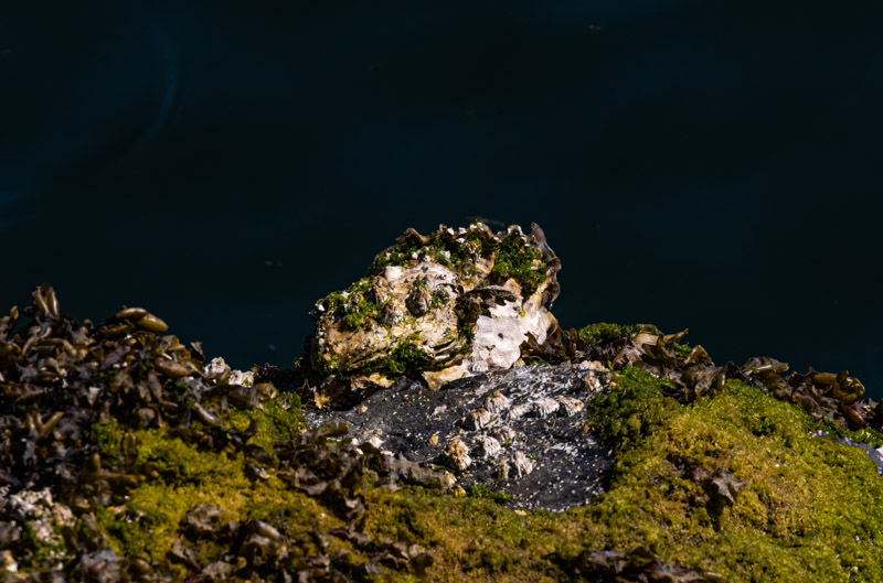 Carl ErlandJuly 2024Oyster on the Rock