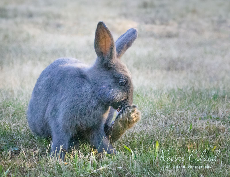 Racine ErlandJuly 2024Bunny Behaviour