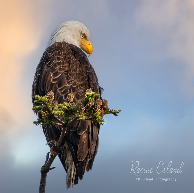 Racine ErlandJuly 2024A Single Eagle