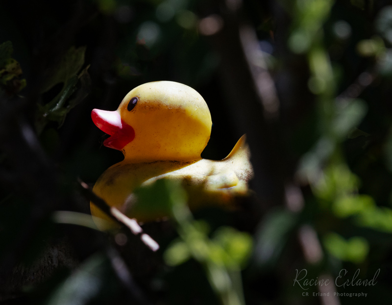 Racine ErlandJuly 2024Yellow Duck