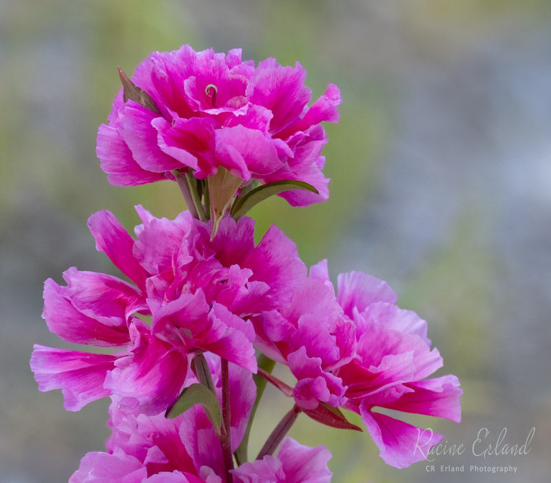 17 Racine Erland2024 Summer Challenge17-DelicatePink Flowers