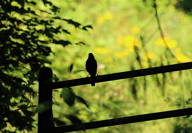 03 Willie Harvie2024 Summer Challenge03 - A SilhouetteFarm Gate