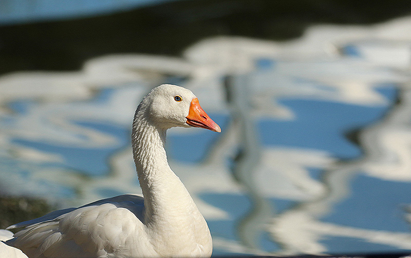 Willie HarvieAugust 2024Goose on the Loose