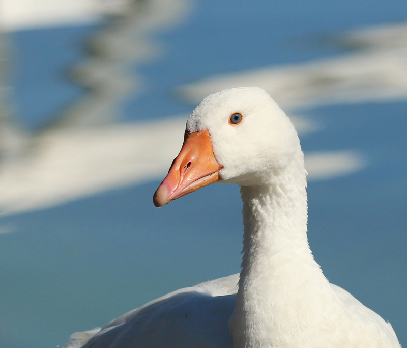 04 Willie Harvie2024 Summer Challenge04 - EyesBlue-eyed Goose
