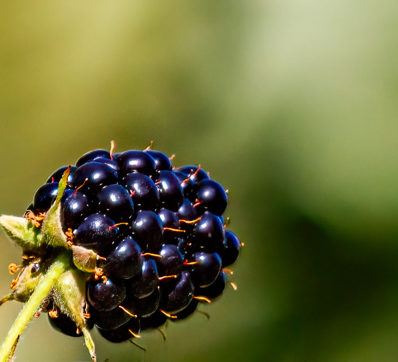 10 Carl Erland2024 Summer Challenge10 - BokehBoysenberry
