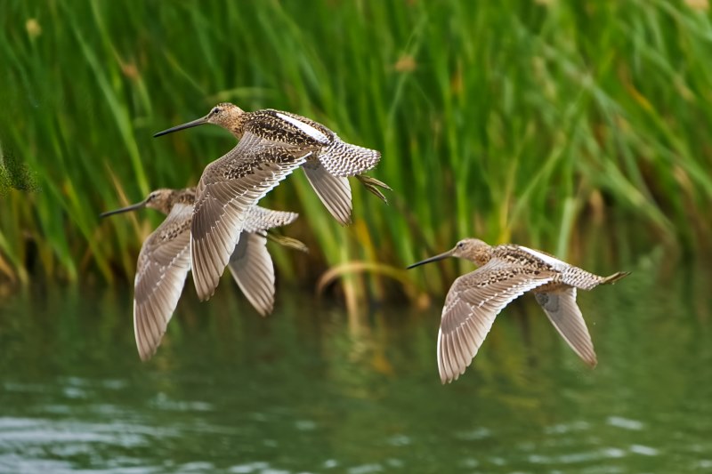 Marilyn JeffriesJuly 2024Long Billed Dowitchers