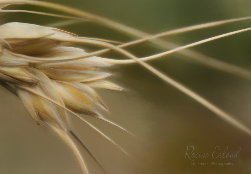 05 Racine Erland2024 Summer Challenge05- Non-Flower MacroRipening Wheat