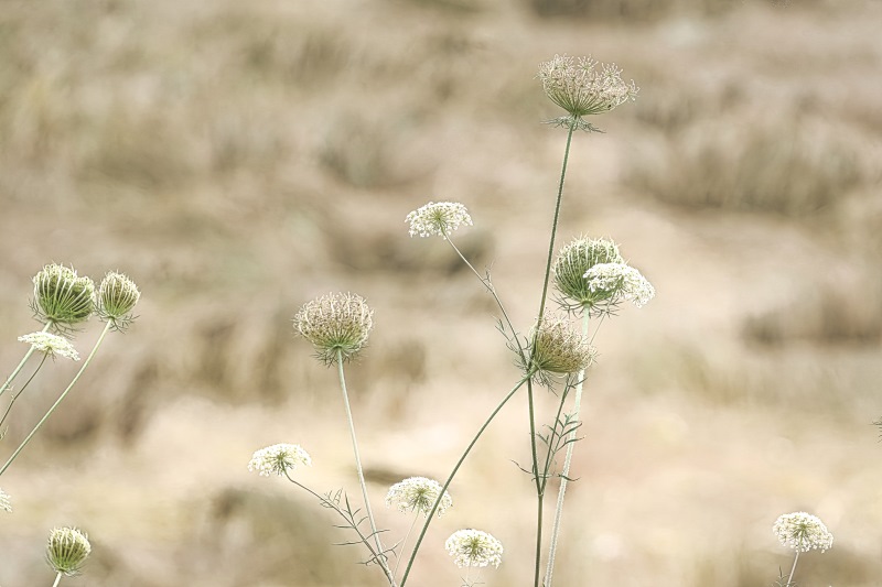 15 Marilyn Jeffries2024 Summer Challenge15-High KeyThe Multiple Stages of Queen Anne's Lace