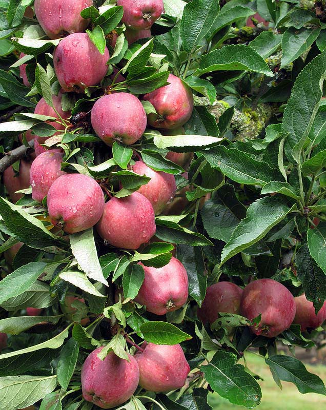 Willie HarvieFarm Vittles - Aug. 16 - 31, 2024Red Delicious Apples