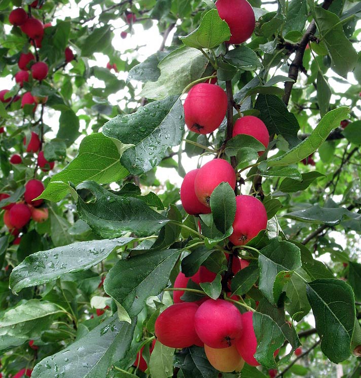 Willie HarvieFarm Vittles - Aug. 16 - 31, 2024Crabapples