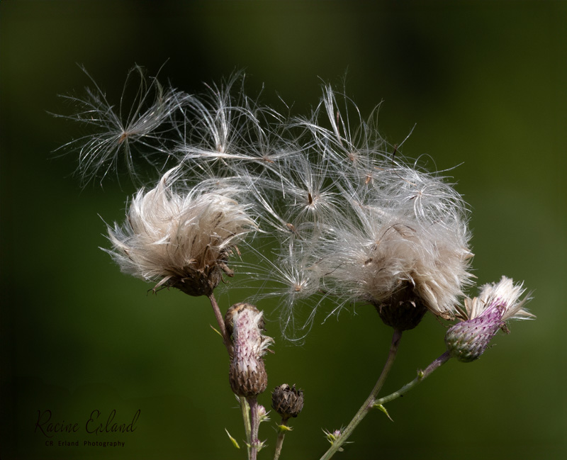 Racine ErlandAugust 2024Plant Reproduction