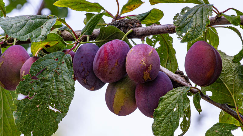 Carl ErlandFarm Vittles - Aug. 16 - 31, 2024 Prunes or Plumbs