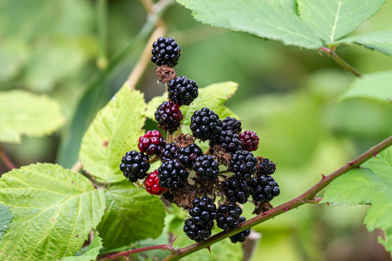 Carl ErlandFarm Vittles - Aug. 16 - 31, 2024 Roadside Berries