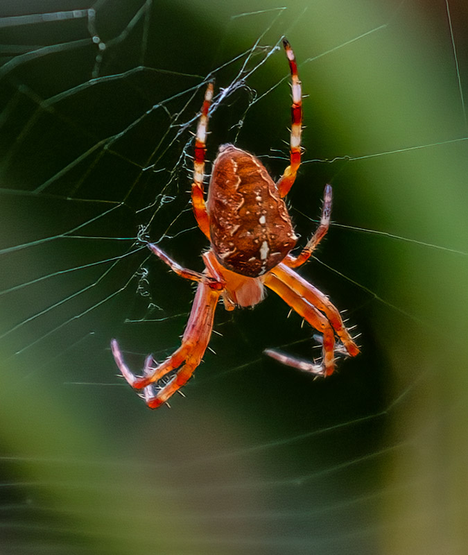 Carl ErlandAugust 2024Garden Spider