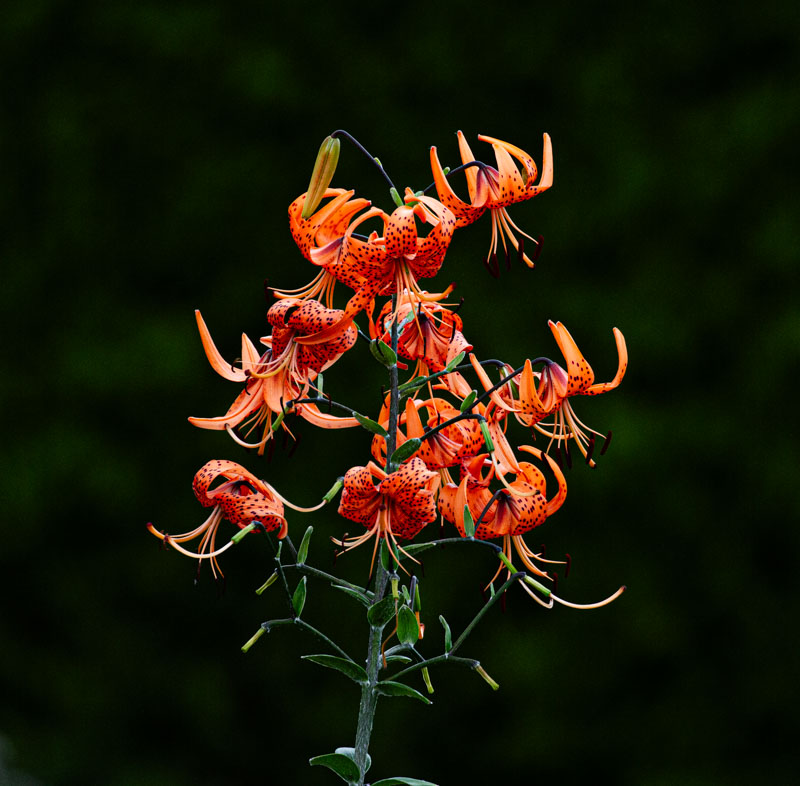 Carl ErlandAugust 2024Last Lilies in Their Glory