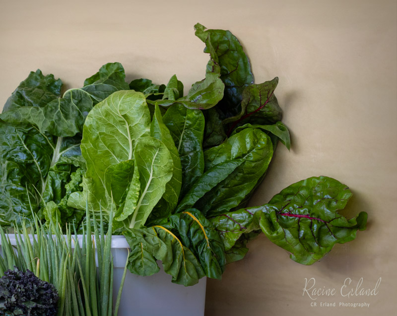Racine ErlandFarm Vittles - Aug. 16 - 31, 2024 Garden Greens
