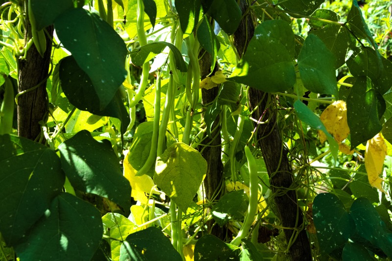 Marilyn JeffriesFarm Vittles-Aug. 16-31, 2024Hidden Under A Canopy Of Foilage