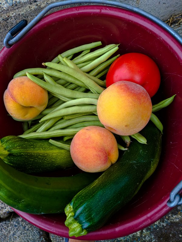 Marilyn JeffriesFarm Vittles-Aug. 16-31, 2024Fresh Picked For Dinner.