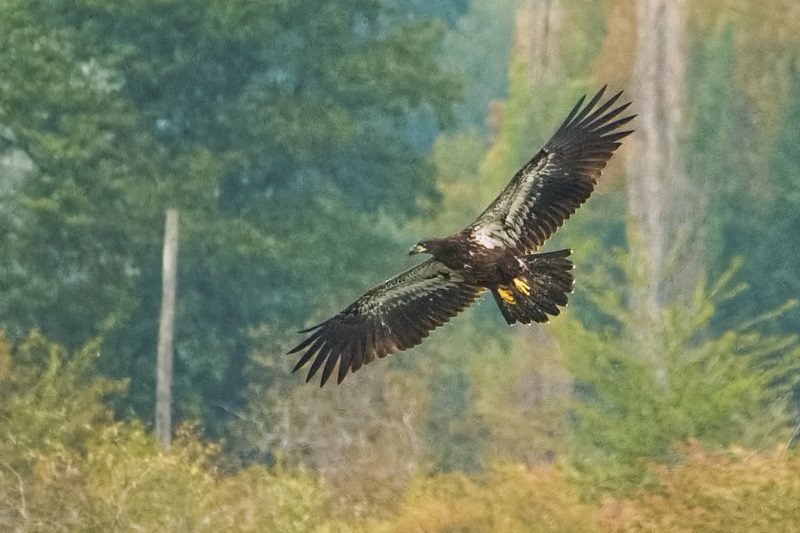 Marilyn JeffriesAugust 2024A Juvenile Bald Eagle
